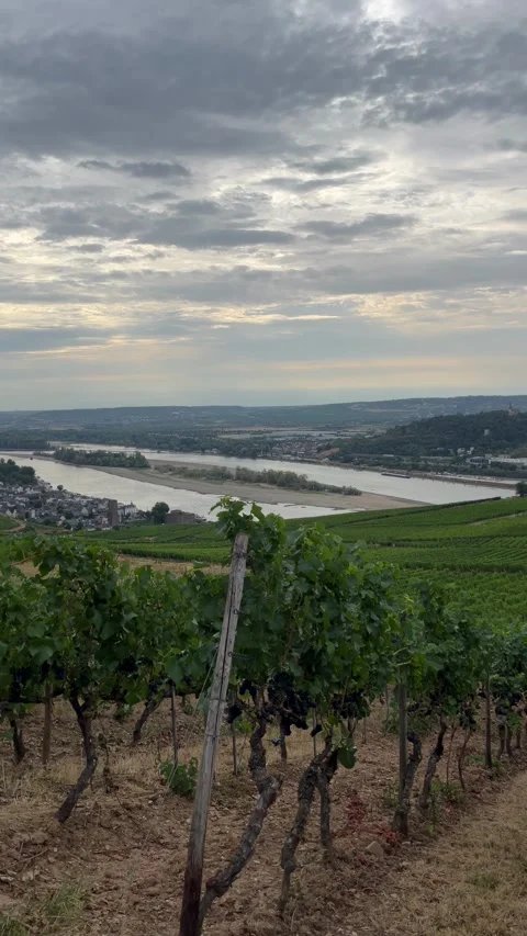 Selective focus grapevines extending across the rolling hills of rdesheim Stock Footage 345149395