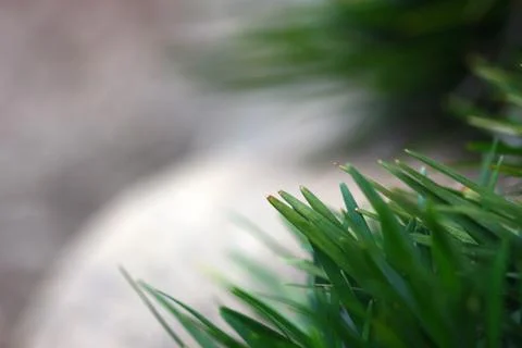 Selective focus of grass for background use Stock Photos