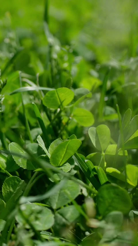 Selective focus grass clover, green grass in the meadow. Stock Footage 297357143