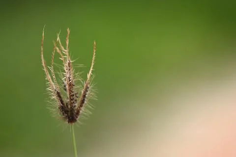 Selective focus of grass flower Stock Photos