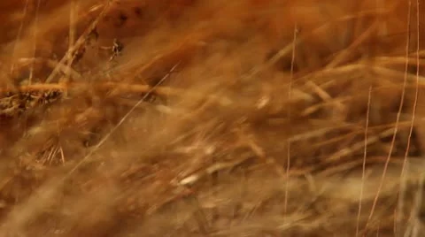 Selective focus of grass Stock Footage 10726349