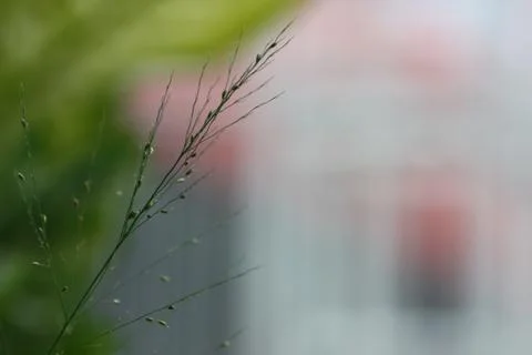 Selective focus of grass shoots for background use Stock Photos