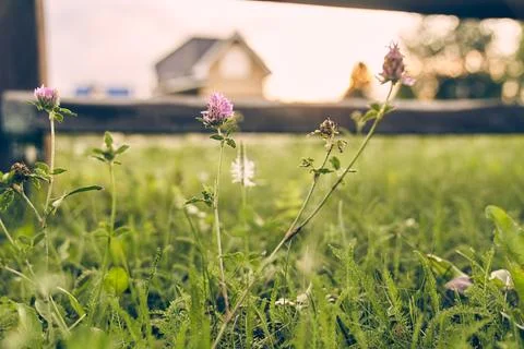 Selective focus on the grass where meadow clover grows, blooming against the Foto stock