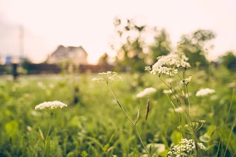 Selective focus on the grass where yarrow grows, blooming against the background Foto stock