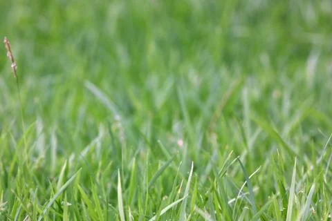 Selective focus of grass on the yard Stock Photos