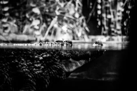 A selective focus grayscale shot of a sneaky crocodile sneakily looking for a Stockfoto's