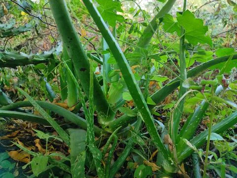 Selective Focus Green Aloe Vera Plants Growing In Forest Stock Photos