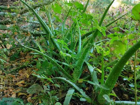 Selective Focus Green Aloe Vera Plants Growing In Forest Stock Photos