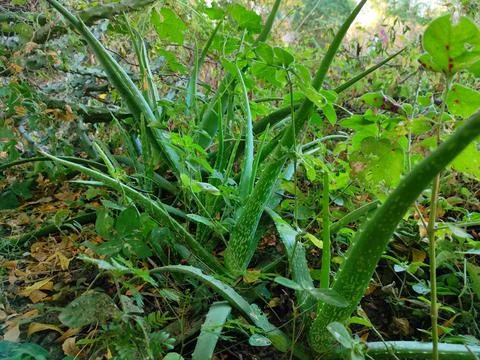 Selective Focus Green Aloe Vera Plants Growing In Forest Stock Photos
