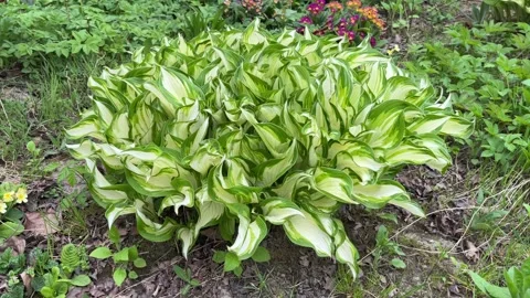 Selective focus green and white hosta foliage close up Stock Footage 334328785