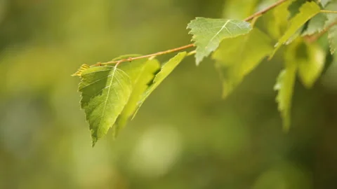 Selective focus Green Birch leafs Stock Footage 89806679