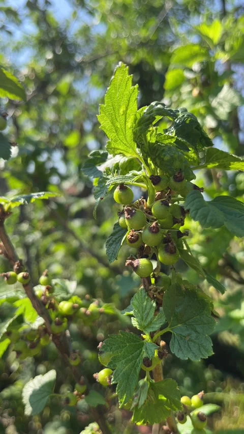 Selective focus green blackcurrant berries on branch close-up Stock Footage 335589175