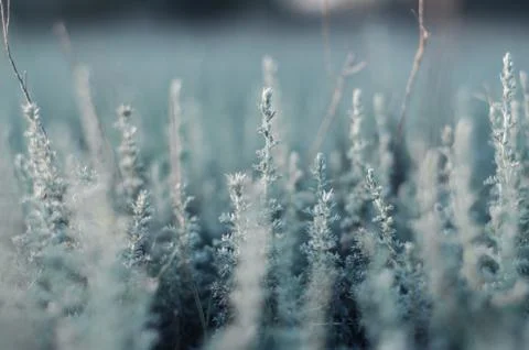 Selective focus. Green-blue field grass. Wildlife Background Stock Photos