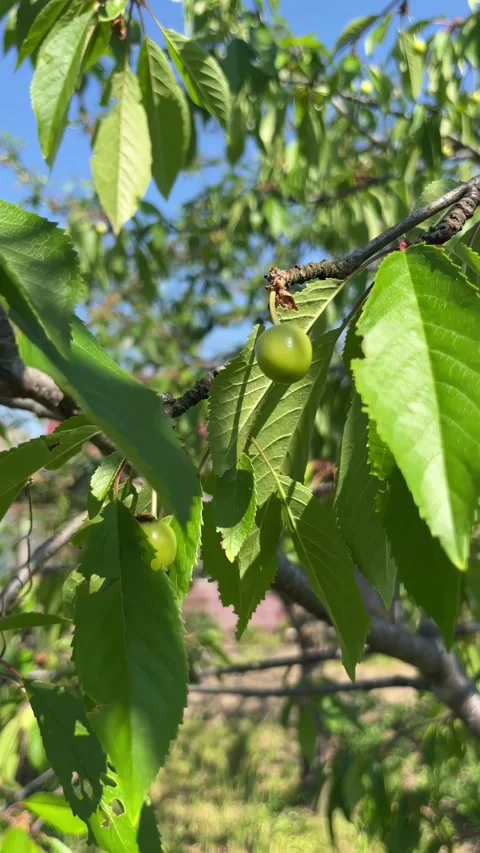 Selective focus green cherries in sunlight on tree Stock Footage 335589272