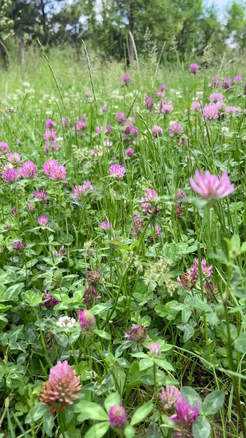 Selective focus green clover field with blooming flowers Stock Footage 335589392