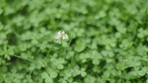Selective focus green clover leaf leaves trefoil cloverleaf white flower bloom Stock Footage 232958949