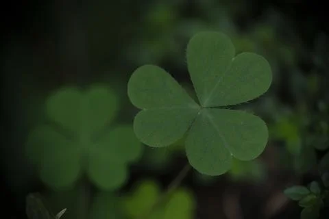 Selective focus of green clover leaves. Stock Photos