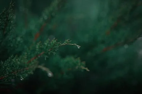 Selective Focus on Green Conifer Branch in Forest Stock Photos