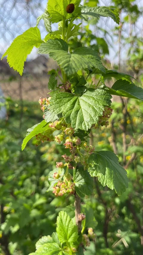 Selective focus green currant berries growing on bush Stockbeeldmateriaal 334328480