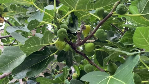 Selective focus green figs growing on a tree branch in summer Stock Footage 345592421