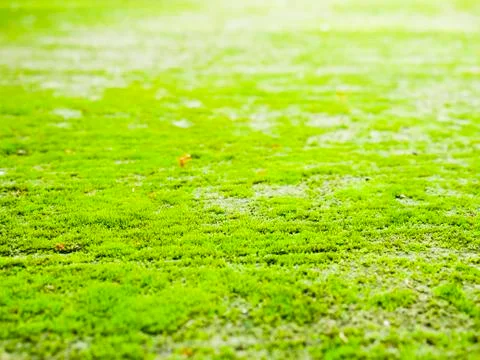Selective focus green grass and background. Stock Photos