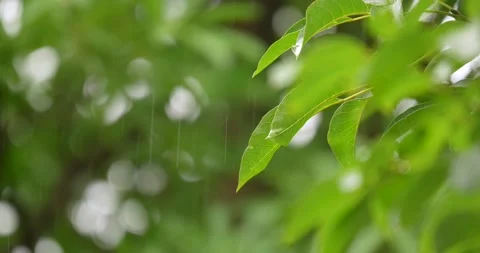 Selective focus of green leaf during raining season. Stock Footage 280120345