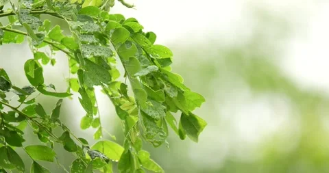 Selective focus of green leaf moving in the wind. Stock Footage 280648457