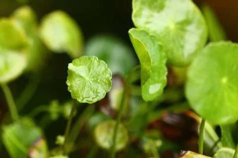 Selective focus of green leaf Stock Photos