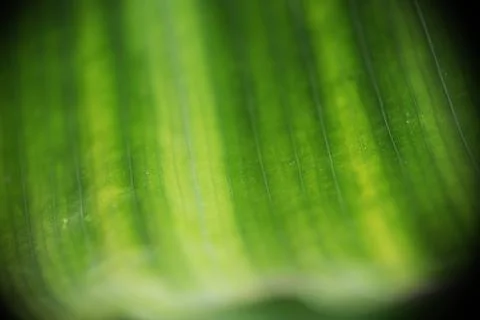 Selective focus of green leaf texture. Stock Photos