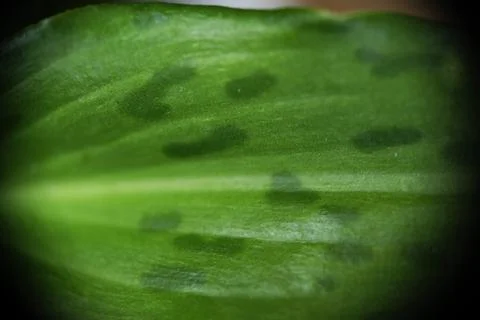 Selective focus of green leaf texture. Fotos de archivo