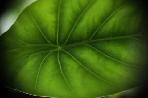Selective focus of green leaf texture. Stock Photos