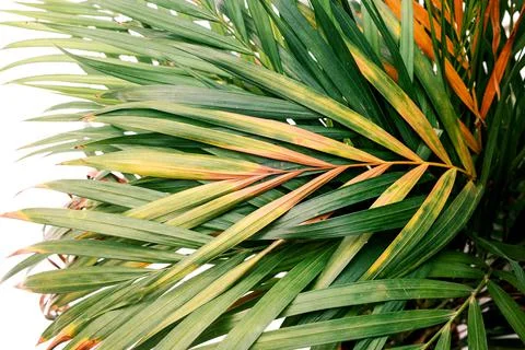 Selective focus Green leaves of palm Chrysalidocarpus. Exotic plant. Floral p Stock Photos