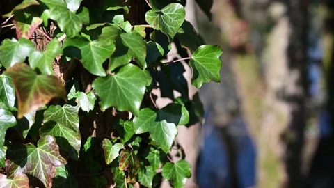 Selective focus of green leaves swaying in the wind on the blurred background. Stock Footage 151610978