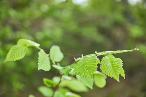 Selective focus green leaves tree Stock-Fotos