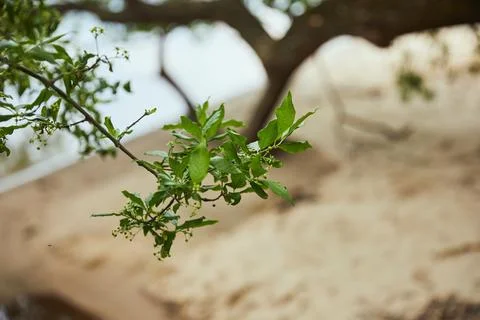 Selective focus green leaves tree Stock-Fotos