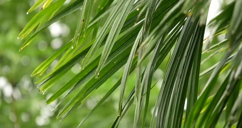 Selective focus of green palm leaf moving in the wind. Stock Footage 280290737