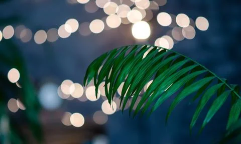 Selective focus green palm leaf against blurred background with illumination. Stock Photos