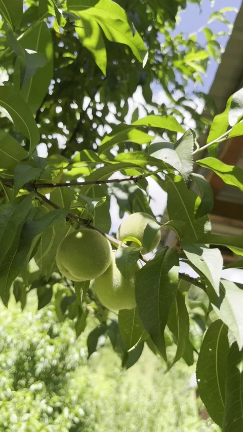 Selective focus on green peaches on branch Stock Footage 313713398
