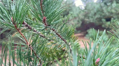 Selective focus of green pine branches sway in the wind Stock Footage 211322480