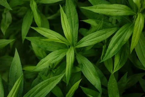Selective focus, green plants close up. Concept of foliage background Stock Photos