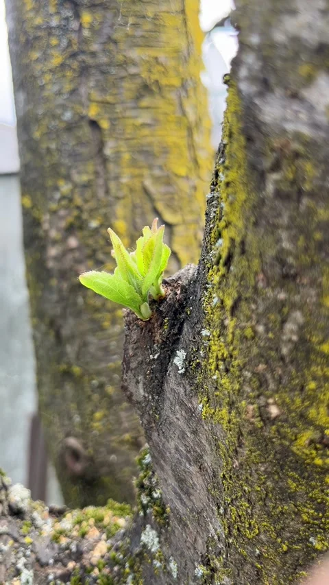 Selective focus green sprout growing from bark Stock Footage 334329915