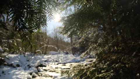 Selective focus of green spruce branches and mountain river at early spring day Stock Footage 301074389