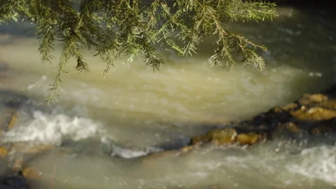 Selective focus of green spruce branches and mountains river at early spring day Stock Footage 303959488