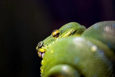 Selective focus of green tree python against a dark background Foto stock