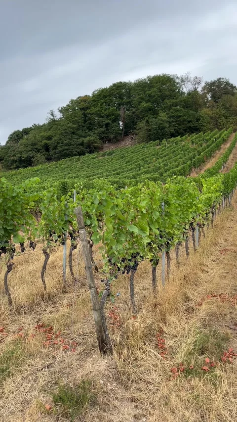Selective focus green vineyards stretching across rdesheim hillside Stock Footage 345151001