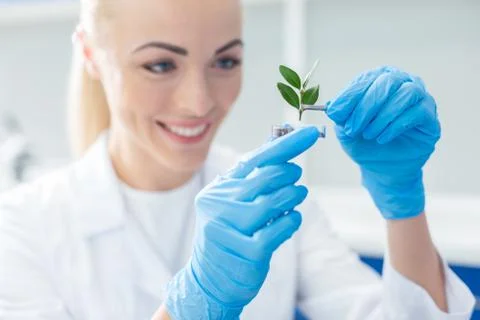 Selective focus of a greet plant Stock Photos