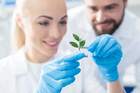 Selective focus of a greet sprout Stock Photos