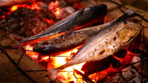 Selective focus of Grilling Cakalang fish or Skipjack tuna (Katsuwonus pela.. Stock Footage 281572143