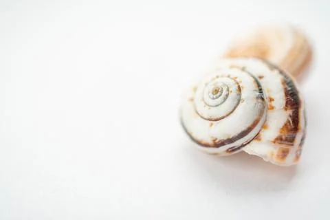 Selective focus of a group of grape snail shells in close-up on a light Stock Photos