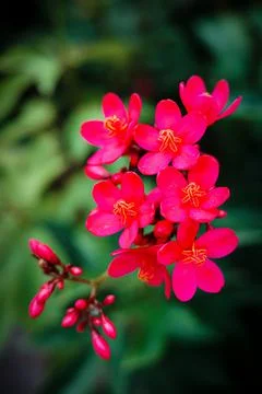 Selective focus on group of red petal flowers with greenery background. Foto stock